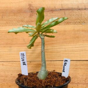 0910 18 Rosa do Deserto Rihanna