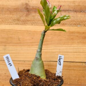 0910 19 Rosa do Deserto Liberty