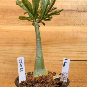 0910 22 Rosa do Deserto Lilac