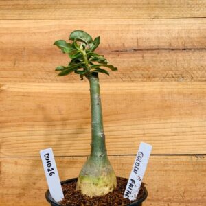 0910 26 Rosa do Deserto Golden faith