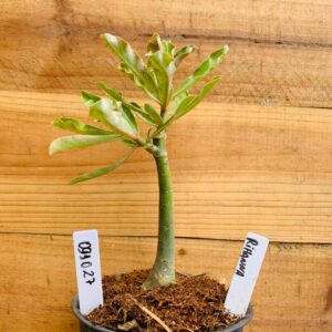 0910 27 Rosa do Deserto Rihanna