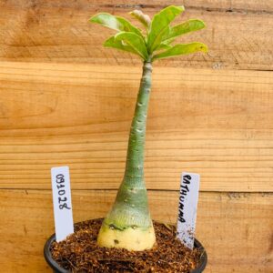 0910 28 Rosa do Deserto Pathumma