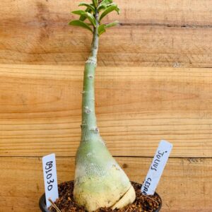 0910 30 Rosa do Deserto Julius Cesar