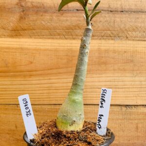 0910 32 Rosa do Deserto Sleeping Beauty