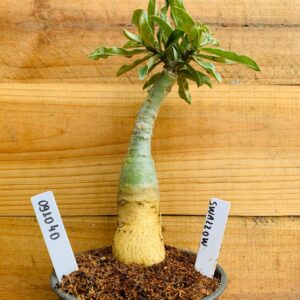 0910 40 Rosa do Deserto Swallow