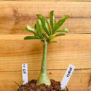 0910 41 Rosa do Deserto LM127