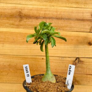 1010 13 Rosa do Deserto Vampira