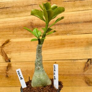 1010 08 Rosa do Deserto Amor de Mãe