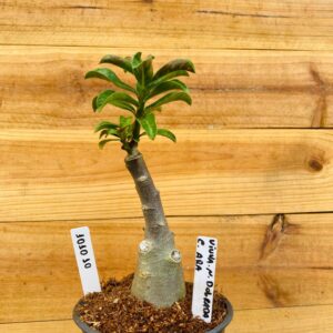 1010 10 Rosa do Deserto Viuva Negra Dobrada Caudex Arabicum