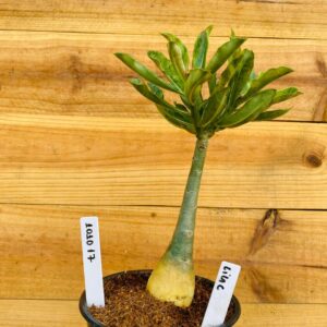 1010 17 Rosa do Deserto Lilac