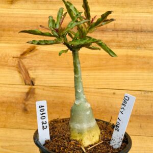 1010 22 Rosa do Deserto Daesy Love