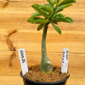 1010 24 Rosa do Deserto Buque Branca