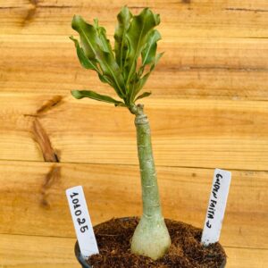 1010 25 Rosa do Deserto Golden Faith 2