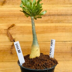 1010 26 Rosa do Deserto Golden Faith 2