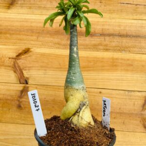 1010 27 Rosa do Deserto Saturno