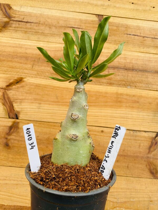 1010 34 Rosa do Deserto Triple Wish 3 Caudex Arabicum