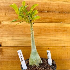 1010 101 Rosa do Deserto Akachi