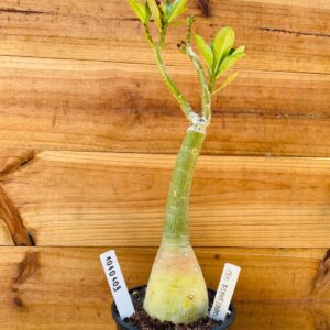 1010 103 Rosa do Deserto Céu Estrelado