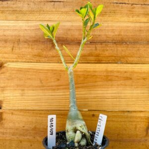 1010 108 Rosa do Deserto Céu Estrelado