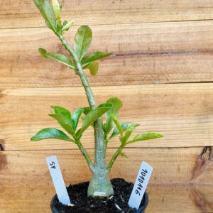 1010 116 Rosa do Deserto Surprise