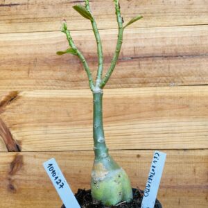 1010 127 Rosa do Deserto Céu Estrelado