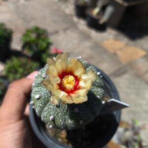 1010 02 Cacto Astrophytum ásteria