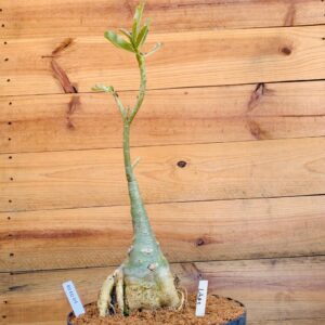 1010 01 Big Caudex Lilac