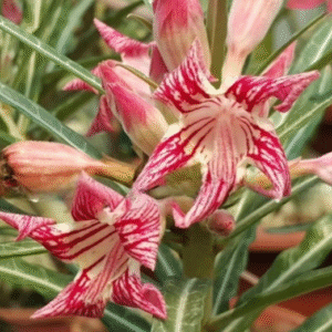 Baby - Rosa do Deserto Crispum pull red strings