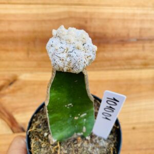 1010 01 Cacto Snowball