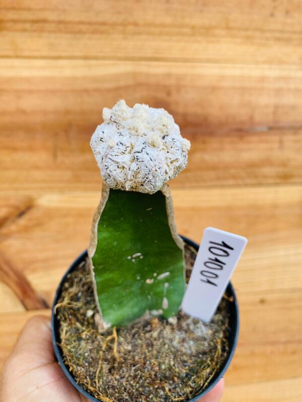 1010 01 Cacto Snowball