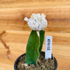 1010 02 Cacto Snowball