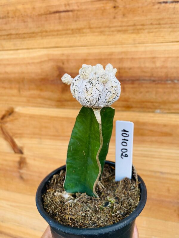 1010 02 Cacto Snowball