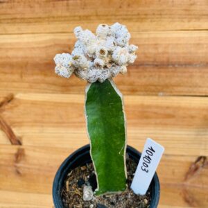 1010 03 Cacto Snowball