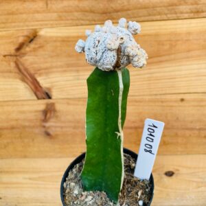 1010 08 Cacto Snowball