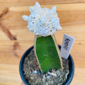 1010 10 Cacto Snowball