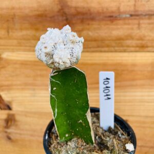 1010 11 Cacto Snowball
