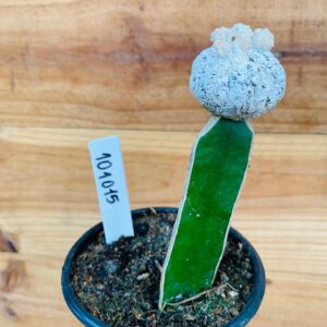 1010 15 Cacto Snowball