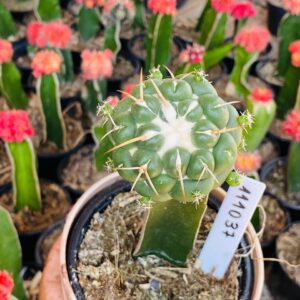 1110 37 Coryphantha elephantidens pt11