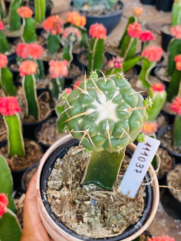 1110 37 Coryphantha elephantidens pt11