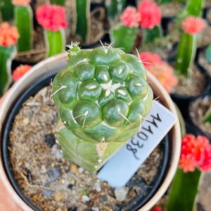 1110 38 Coryphantha elephantidens pt11