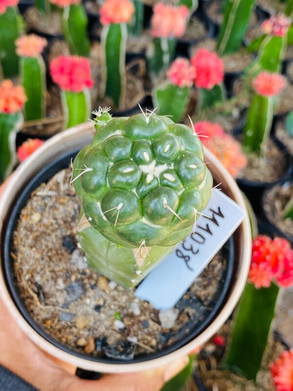 1110 38 Coryphantha elephantidens pt11