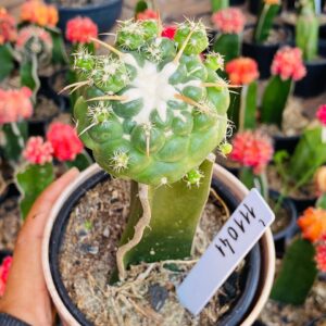 1110 41 Coryphantha elephantidens pt11