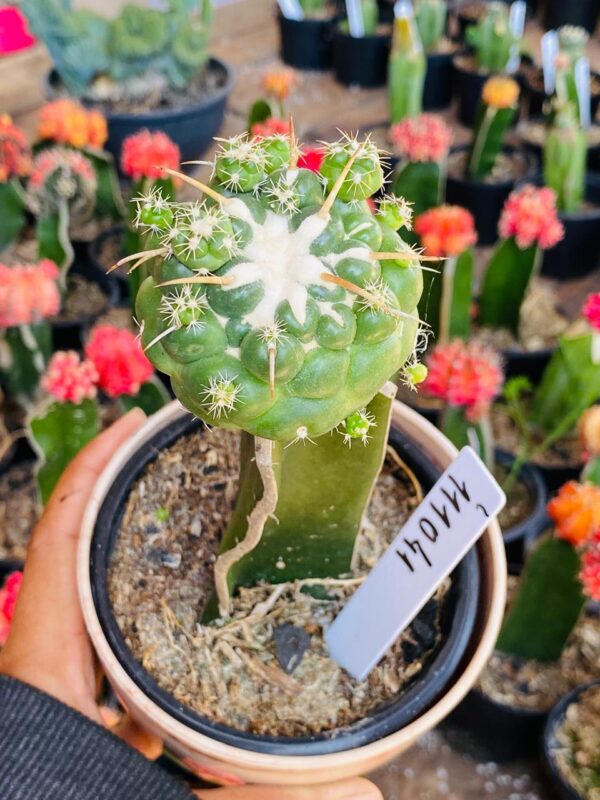 1110 41 Coryphantha elephantidens pt11