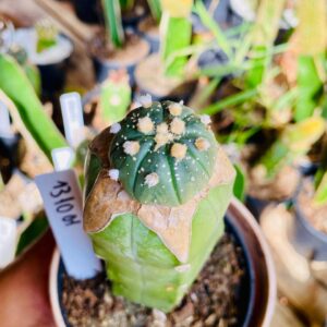 1310 01 Cacto Astrophytum ásteria