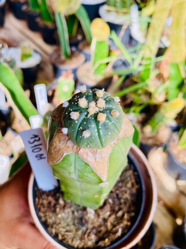 1310 01 Cacto Astrophytum ásteria
