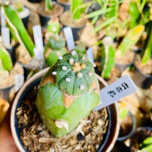 1310 02 Cacto Astrophytum ásteria