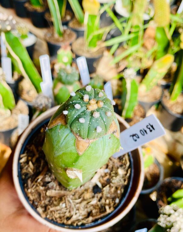 1310 02 Cacto Astrophytum ásteria