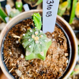 1310 03 Cacto Astrophytum ásteria