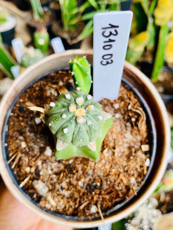 1310 03 Cacto Astrophytum ásteria