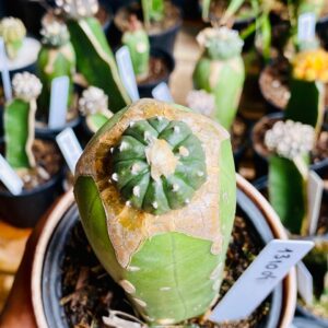1310 04 Cacto Astrophytum ásteria